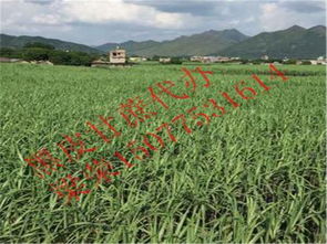 博白縣三灘鎮(zhèn)榮生農(nóng)副產(chǎn)品購(gòu)銷(xiāo)部詳情介紹