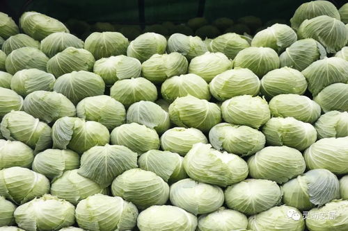 產量充足供應穩 安居區農副產品豐盈無憂